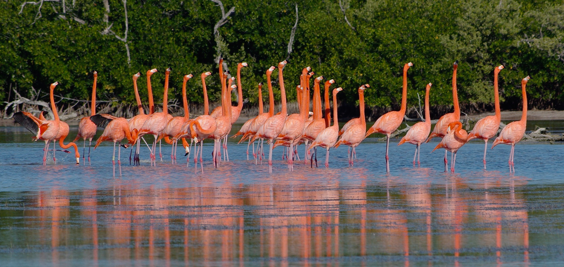 Río Lagartos y Las Coloradas · 3